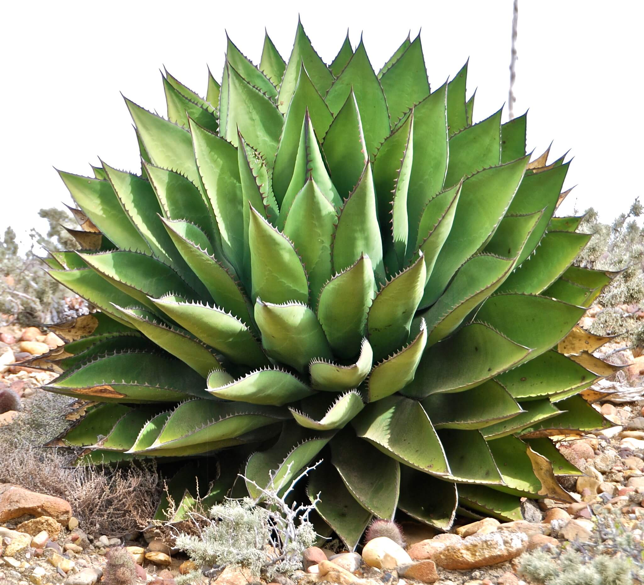 Agave shawii